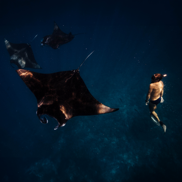baby manta ray pictures