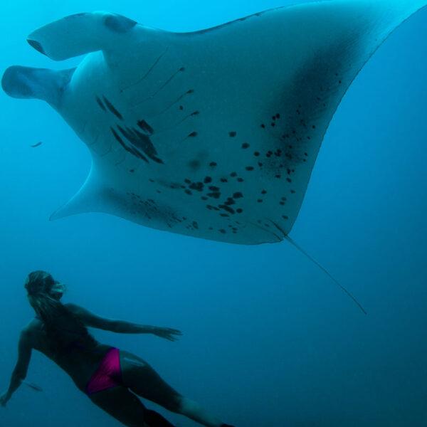Soneva Fushi, Snorkel with Manta Rays - Underwater Experiences