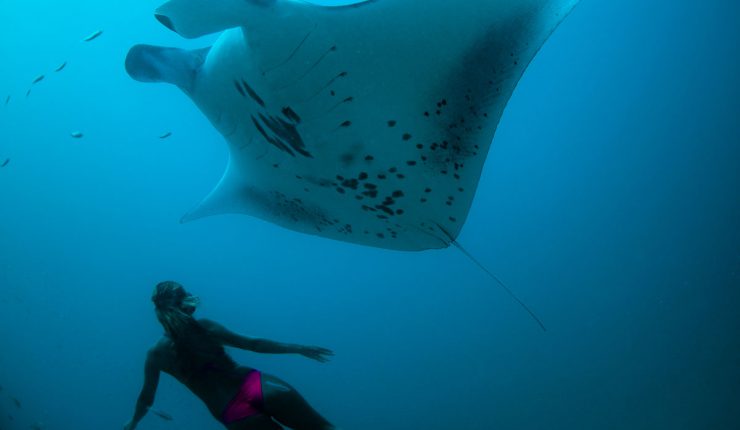Soneva Fushi, Snorkel with Manta Rays - Underwater Experiences