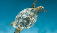 Sea Turtle - Marine Life