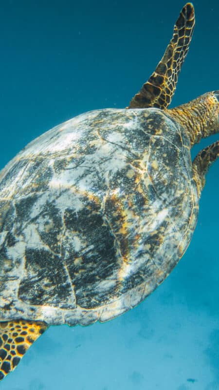 Sea Turtle - Marine Life