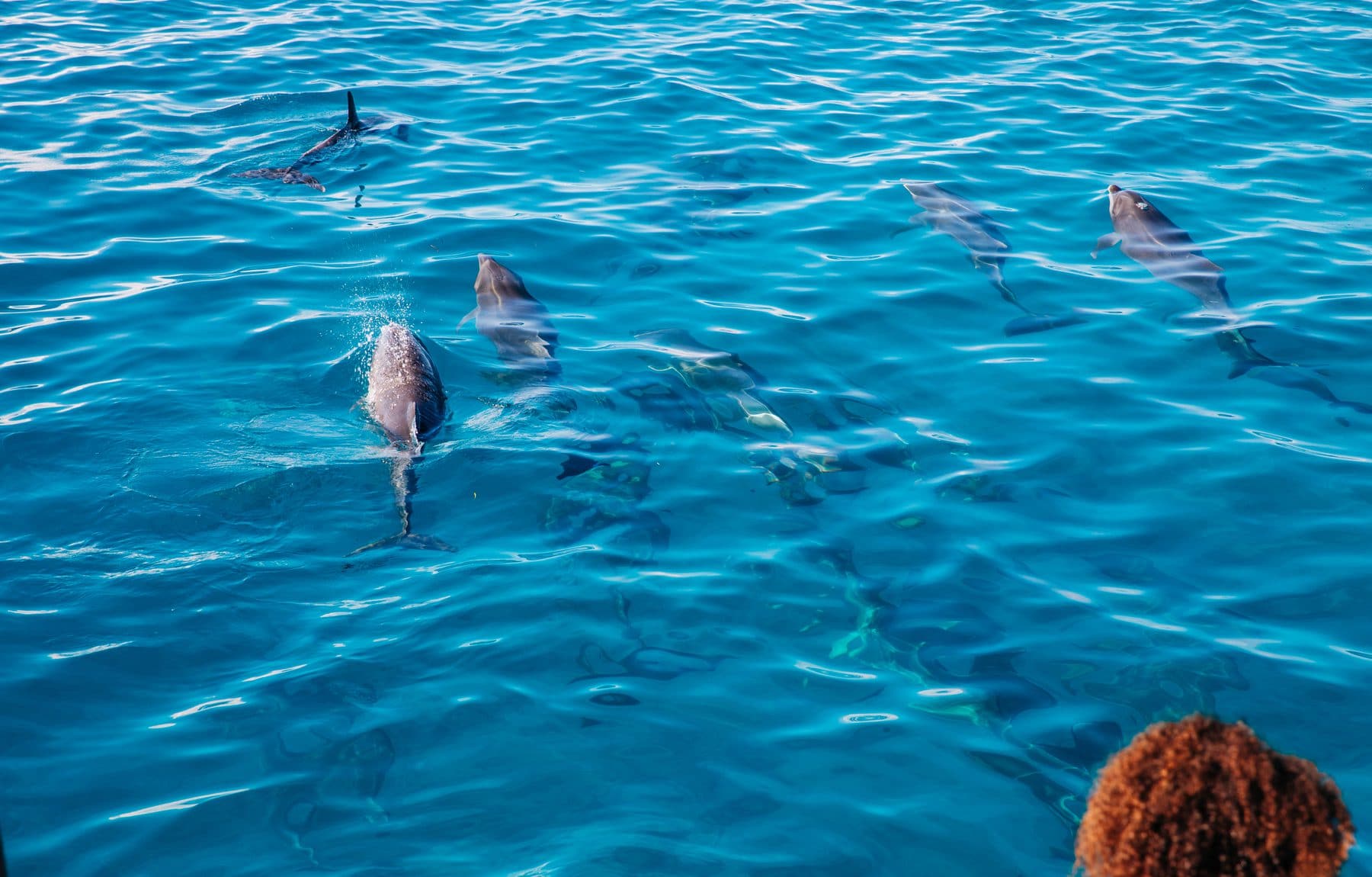 Dolphins in the Maldives - Travelling to Soneva resorts