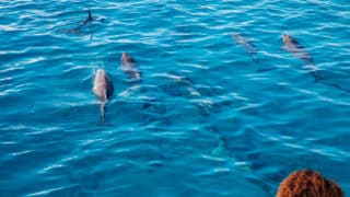 Dolphins in the Maldives - Travelling to Soneva resorts